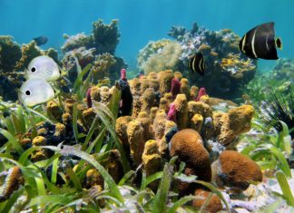 The Humble Sponge May be our Earliest Ancestor: Study