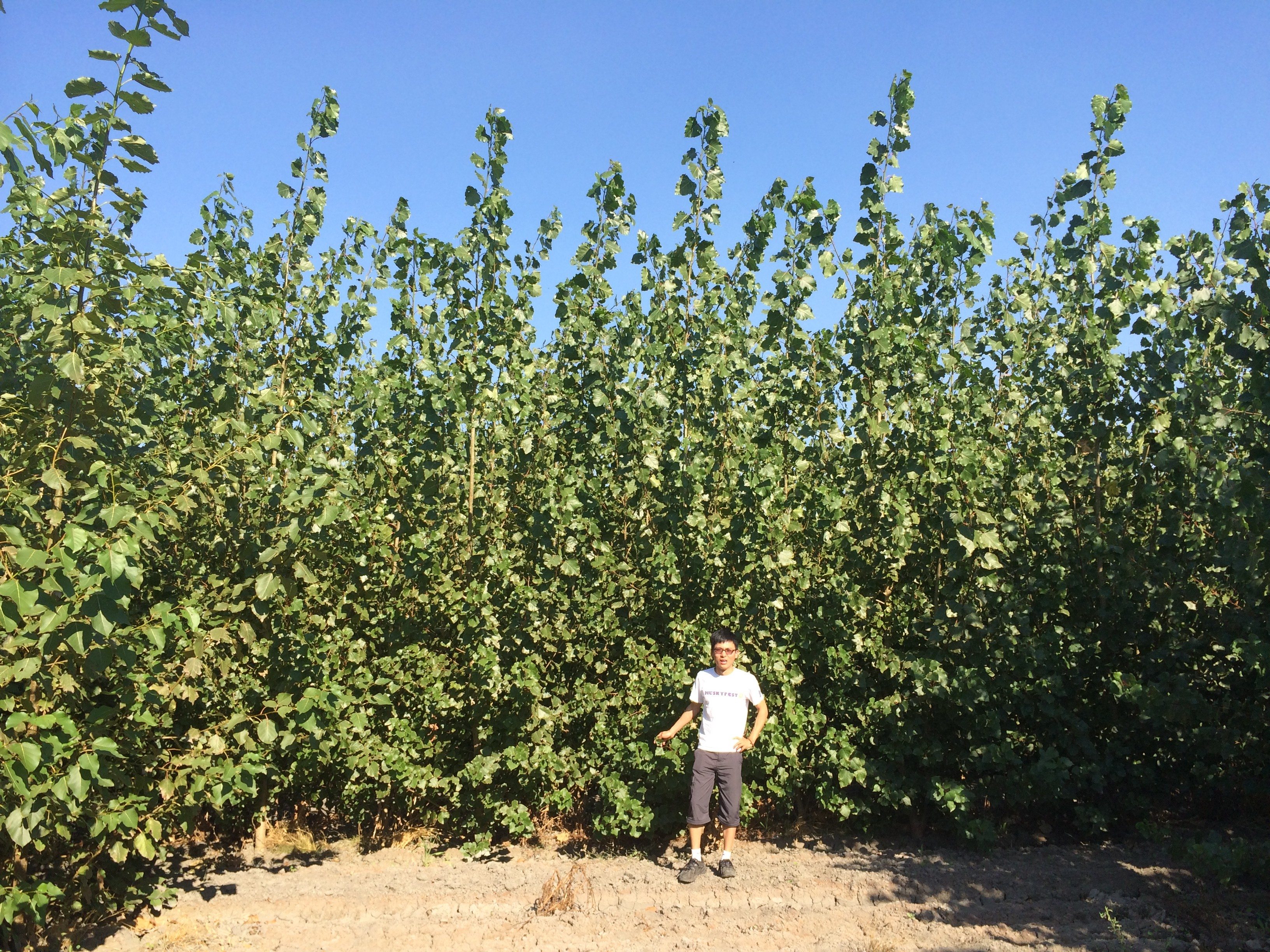 The future of Biofuel: Petite Poplars one of the pacific Northwest best bets