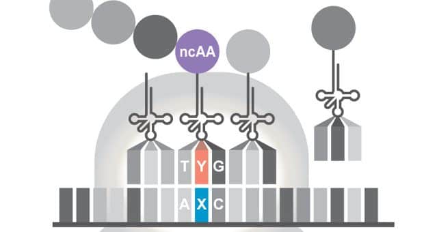DNA 2.0 : Lab-originated Life form Produces Novel Proteins