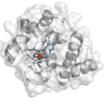 Biologist Engineer Enzyme Teaching Bacteria to Build BoronCarbon Bonds