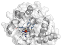 Bacterial “Bond”: Biologists Engineer Enzyme Teaching Bacteria to Build Boron-Carbon Bonds for the First Time Biologist Engineer Enzyme Teaching Bacteria to Build BoronCarbon Bonds