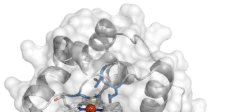 Biologist Engineer Enzyme Teaching Bacteria to Build BoronCarbon Bonds
