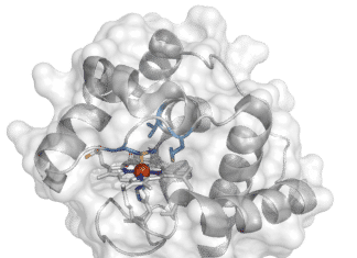 Bacterial “Bond”: Biologists Engineer Enzyme Teaching Bacteria to Build Boron-Carbon Bonds for the First Time Biologist Engineer Enzyme Teaching Bacteria to Build BoronCarbon Bonds