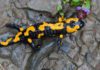 Salamander’s Completely Sequenced Genome Throws Light on its Regenerative Capabilities