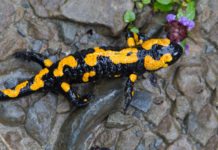 Salamander’s Completely Sequenced Genome Throws Light on its Regenerative Capabilities