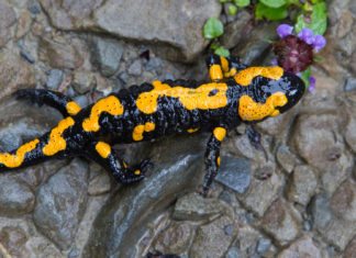 Salamander’s Completely Sequenced Genome Throws Light on its Regenerative Capabilities