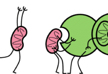 Cellular Debris-Removal System Might be Fuelling Tumours Cellular Debris-Removal System Might be Fuelling Tumours