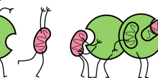 Cellular Debris-Removal System Might be Fuelling Tumours