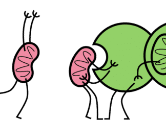 Cellular Debris-Removal System Might be Fuelling Tumours Cellular Debris-Removal System Might be Fuelling Tumours