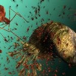 Viruses Share Genes with Organisms across the Tree of Life: Study Viruses Share Genes with Organisms across the Tree of Life: Study