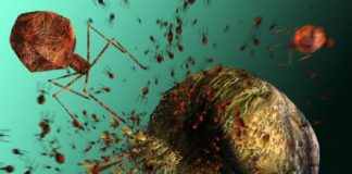Viruses Share Genes with Organisms across the Tree of Life: Study