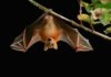 The Nipah Virus Outbreak : All You Need to Know, Latest Updates The Nipah Virus Outbreak : All You Need to Know, Latest Updates