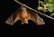 The Nipah Virus Outbreak : All You Need to Know, Latest Updates