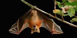 The Nipah Virus Outbreak : All You Need to Know, Latest Updates