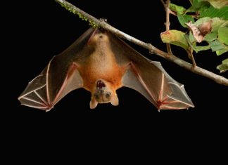 Chinese Scientists Identify Single Population of Bats Possessing all “Ingredients” for SARS Epidemic The Nipah Virus Outbreak : All You Need to Know, Latest Updates