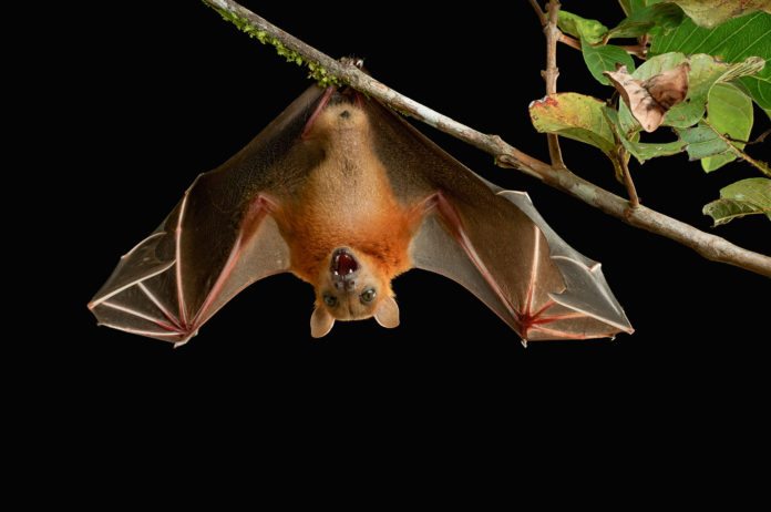 The Nipah Virus Outbreak : All You Need to Know, Latest Updates