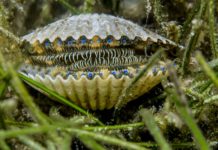 This Not-So-Simple Mollusc Has 200 Eyes Collectively Functioning Like a Telescope