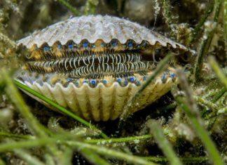 This Not-So-Simple Mollusc Has 200 Eyes Collectively Functioning Like a Telescope