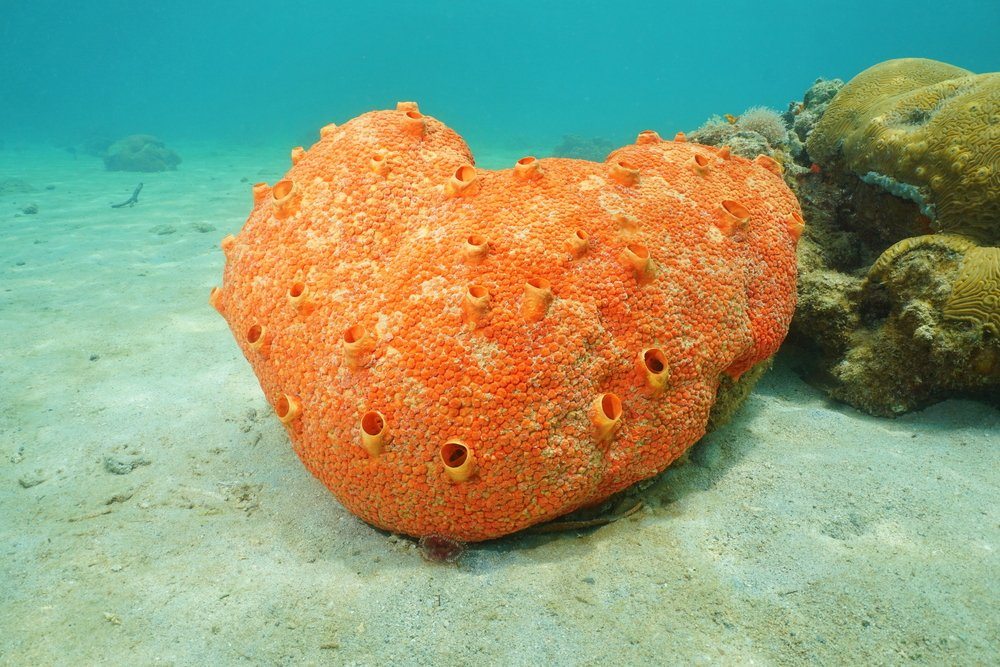 The Humble Sponge May be our Earliest Ancestor: Study