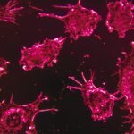 IIAR Project Assistant Jobs