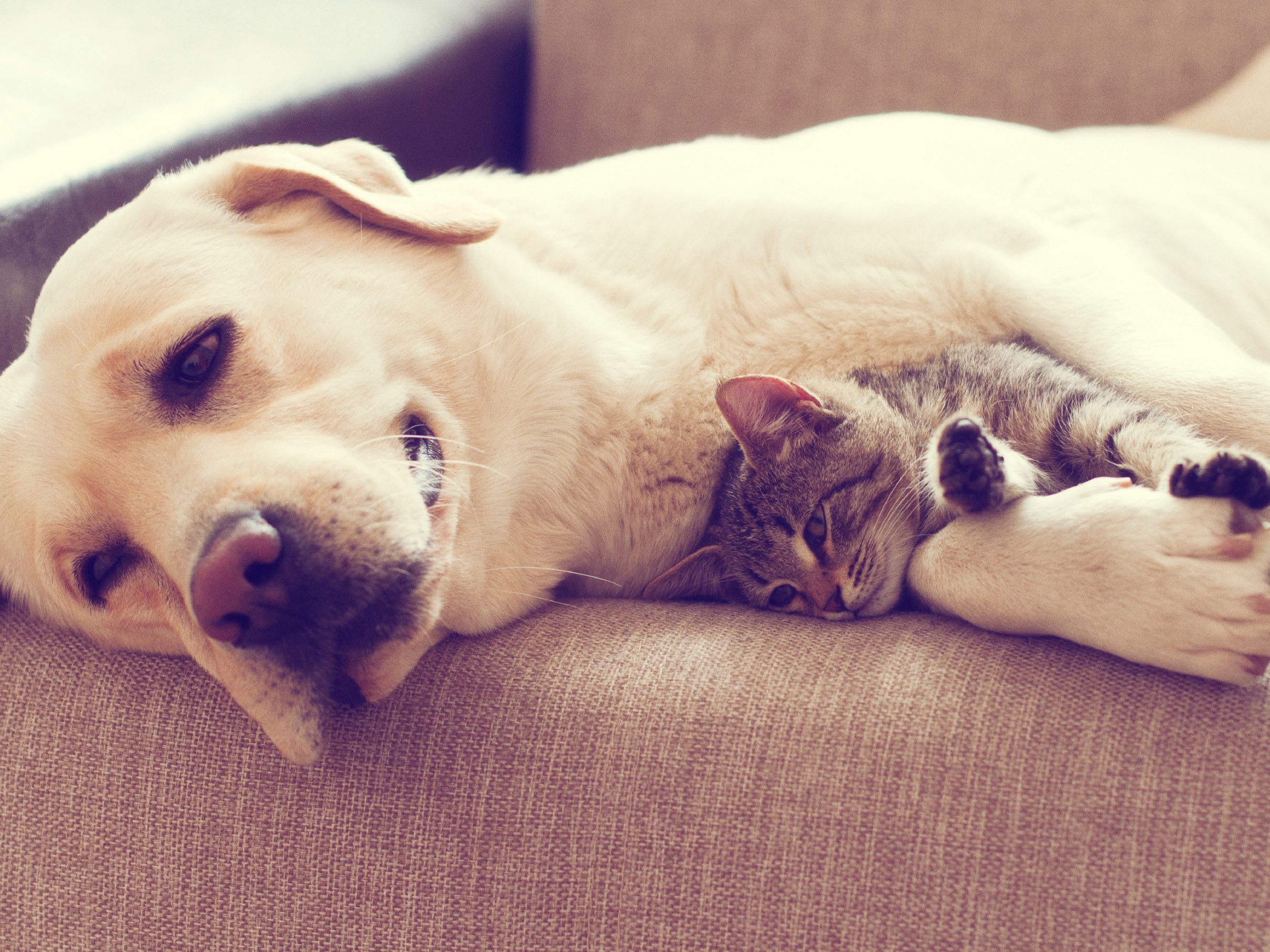 The Debates’ Settled People- Dogs are officially, the Smartest