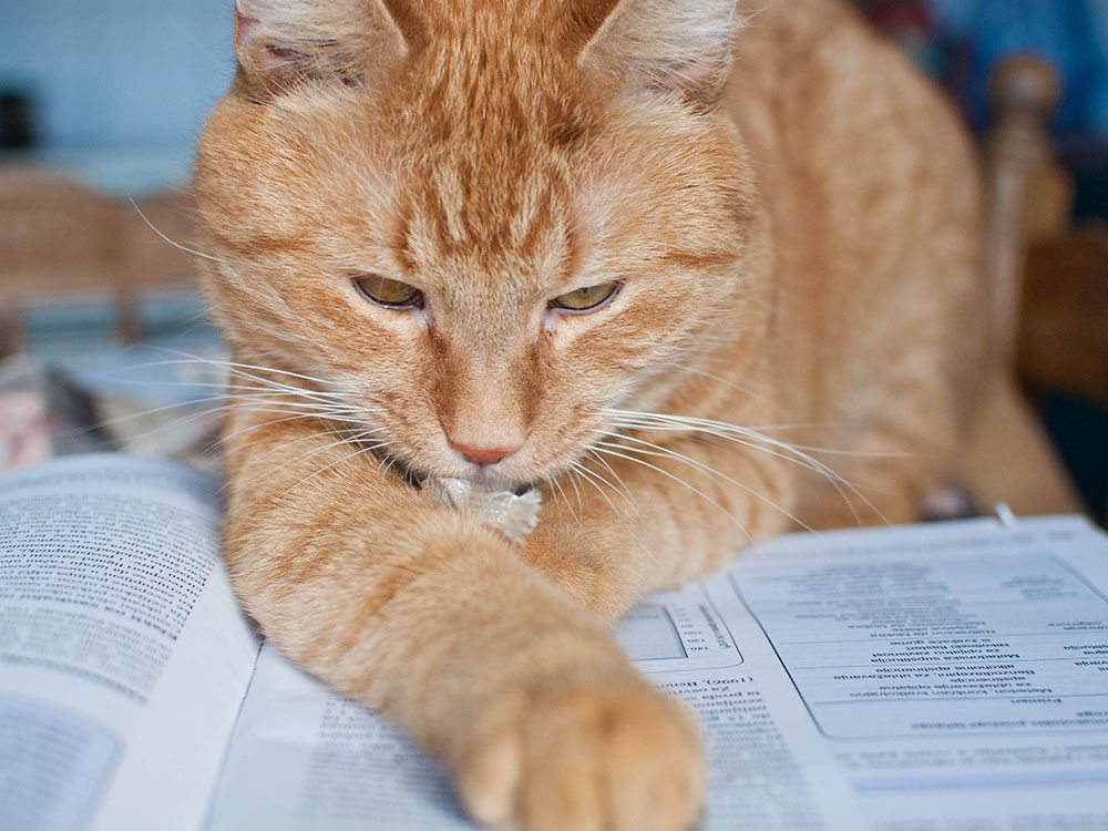 The Debates’ Settled People- Dogs are officially, the Smartest