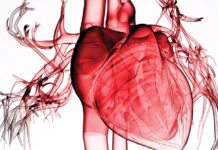 Heart-In-A-Jar to Test New Drugs