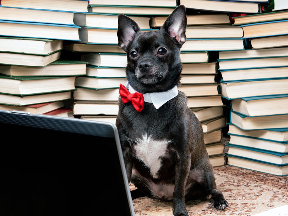 The Debates’ Settled People- Dogs are officially, the Smartest