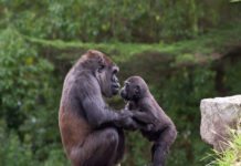 Great Ape No See, But do: Gorillas Develop Food-Cleaning Behaviour Without Social Cues Great Ape No See, But do: Gorillas Develop Food-Cleaning Behaviour Without Social Cues