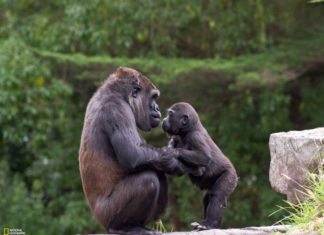 Great Ape No See, But do: Gorillas Develop Food-Cleaning Behaviour Without Social Cues Great Ape No See, But do: Gorillas Develop Food-Cleaning Behaviour Without Social Cues