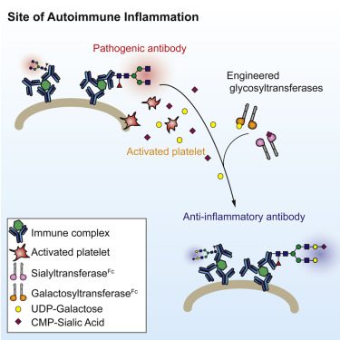 Autoantibodies That Attack 'Self' Tissues into Anti-Inflammatory Antibodies