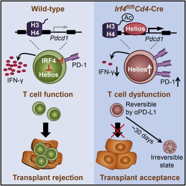 Study Reveals Pathway to Targeting Master Regulator of T-Cell Function