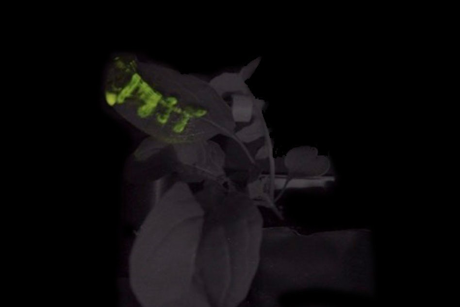 Creation of Autoluminescent Plants, For  Replace Electrical Lighting 