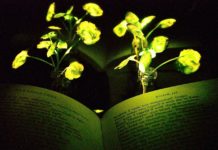 MIT Engineers Create Autoluminescent Plants, Hope it Can Replace Electrical Lighting Soon Creation of Autoluminescent Plants, For Replace Electrical Lighting