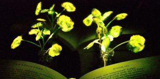 Creation of Autoluminescent Plants, For Replace Electrical Lighting