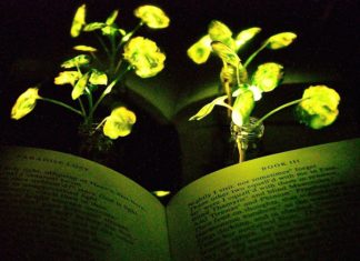 MIT Engineers Create Autoluminescent Plants, Hope it Can Replace Electrical Lighting Soon Creation of Autoluminescent Plants, For Replace Electrical Lighting