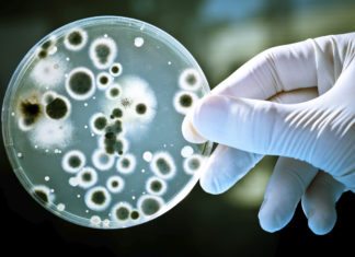 Living Ink: Researchers Develop Biocompatible Ink for 3D-Printing Using Living Bacteria