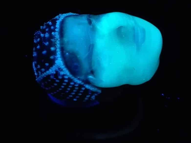 Researchers Develop Biocompatible Ink for 3D-Printing Using  Bacteria