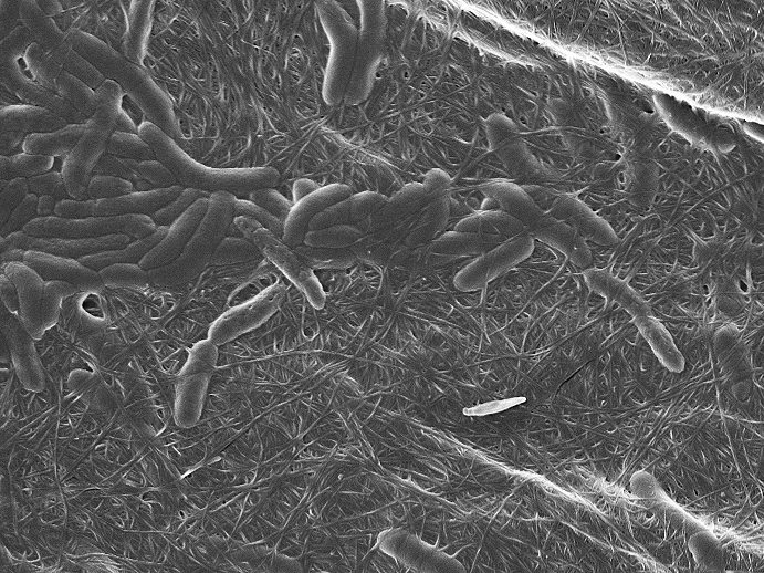 Researchers Develop Biocompatible Ink for 3D-Printing Using  Bacteria