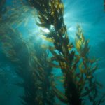 Study: Seaweed Found to Reduce Cancer Growth Rate