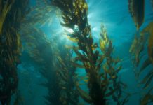 Study: Seaweed Found to Reduce Cancer Growth Rate Study: Seaweed Found to Reduce Cancer Growth Rate