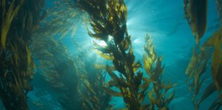 Study: Seaweed Found to Reduce Cancer Growth Rate