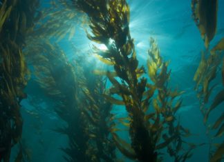 Study: Seaweed Found to Reduce Cancer Growth Rate Study: Seaweed Found to Reduce Cancer Growth Rate
