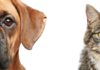 The Debates’ Settled People- Dogs are officially, the Smartest