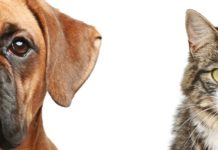 The Debates’ Settled People- Dogs are officially, the Smartest