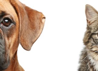The Debates’ Settled People- Dogs are officially, the Smartest
