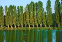 The future of Biofuel: Petite Poplars The future of Biofuel: Petite Poplars one of the pacific Northwest best bets