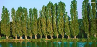 The future of Biofuel: Petite Poplars one of the pacific Northwest best bets