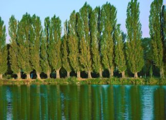 The future of Biofuel: Petite Poplars The future of Biofuel: Petite Poplars one of the pacific Northwest best bets