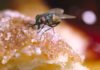 Hacking into Houseflies for Disease Outbreak Monitoring